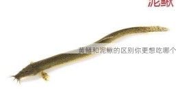 黄鳝和泥鳅的区别你更想吃哪个