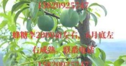 四月李，  错过就要等明年啦