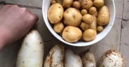 土豆几月份收获不同地区收获时间一样吗