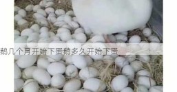鹅几个月开始下蛋鹅多久开始下蛋