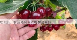樱桃几月份成熟哪里的樱桃最早熟