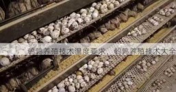 鹌鹑养殖技术温度要求，鹌鹑养殖技术大全