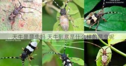 天牛是昆虫吗 天牛到底是什么样的昆虫呢