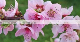 桃花什么时候开放  能开多久呢