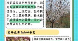 樱花是几月份开 不同地区有区别吗