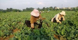 地黄种植技术与栽培管理怎样才能选出最适合地黄生长的土地