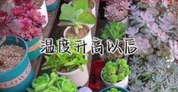 多肉浇水要浇透吗  到底该怎么浇才算合适