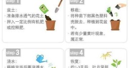 种植技术宝典，种植技术大全基础知识视频