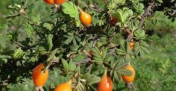 金樱子哪里有种植基地去哪里能看到金灿灿的果实