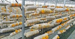 金耳菌菇种植技术值得我们花时间去种植