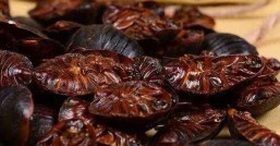 现在土元市场价格现在土元价格到底怎么样