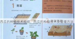 西瓜的种植技术视频，西瓜的种植技术及管理方法