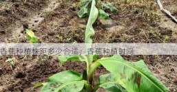 香蕉种植株距多少合适，香蕉种植时间