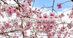 樱花什么季节开不同地方的樱花开花时间一样吗