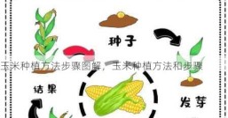 玉米种植方法步骤图解，玉米种植方法和步骤
