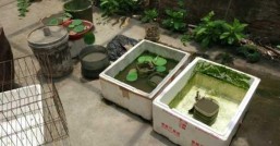 缸养荷花怎么施肥施肥过量了怎么办
