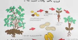 花生种植时间和收获时间，花生种植时间和方法