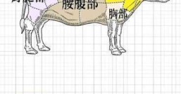 牛一般多少斤一頭牛能抵得上多少頭羊