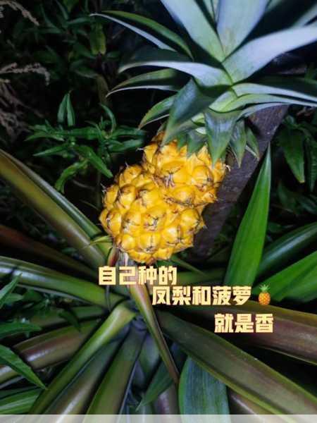 凤梨种植技术与管理法还是双行种植第2张-蔬菜基地绿色种植产业带 凤梨种植技术与管理法还是双行种植