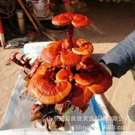 冠县灵芝种植基地质量怎么样才能保证第1张-蔬菜基地绿色种植产业带
