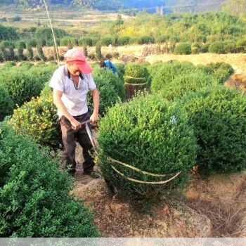冬青小苗种植基地长景园林值得信赖吗第2张-蔬菜基地绿色种植产业带 冬青小苗种植基地长景园林值得信赖吗