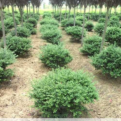 冬青小苗种植基地长景园林值得信赖吗第1张-蔬菜基地绿色种植产业带 冬青小苗种植基地长景园林值得信赖吗