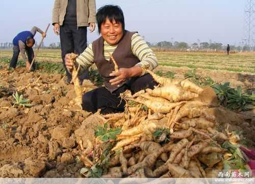 地黄种植技术与栽培管理怎样才能选出最适合地黄生长的土地第2张-蔬菜基地绿色种植产业带 地黄种植技术与栽培管理怎样才能选出最适合地黄生长的土地