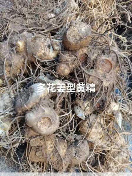 多花黄精种植基地如何才能吸引更多种植户加入第1张-蔬菜基地绿色种植产业带 多花黄精种植基地如何才能吸引更多种植户加入