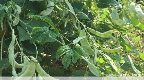 扁豆的种植技术与管理治虫方法要记牢第1张-蔬菜基地绿色种植产业带 扁豆的种植技术与管理治虫方法要记牢