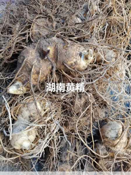 多花黄精种植基地如何才能吸引更多种植户加入第2张-蔬菜基地绿色种植产业带 多花黄精种植基地如何才能吸引更多种植户加入