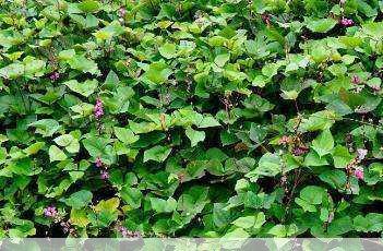 扁豆的种植技术与管理治虫方法要记牢第2张-蔬菜基地绿色种植产业带 扁豆的种植技术与管理治虫方法要记牢