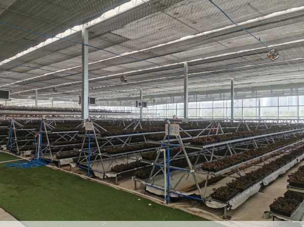 大型金线莲种植基地在哪里 什么地方的产量高第1张-蔬菜基地绿色种植产业带 大型金线莲种植基地在哪里 什么地方的产量高