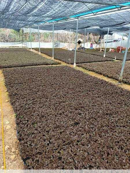 大型金线莲种植基地在哪里 什么地方的产量高第2张-蔬菜基地绿色种植产业带 大型金线莲种植基地在哪里 什么地方的产量高