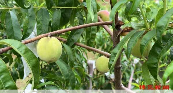 富硒种植基地在哪里哪些地方适合种富硒农产品第1张-蔬菜基地绿色种植产业带 富硒种植基地在哪里哪些地方适合种富硒农产品