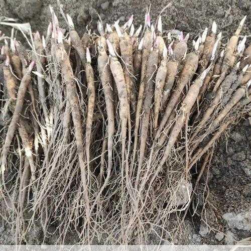 白芍种植技术与栽培管理怎么选地才合适第1张-蔬菜基地绿色种植产业带