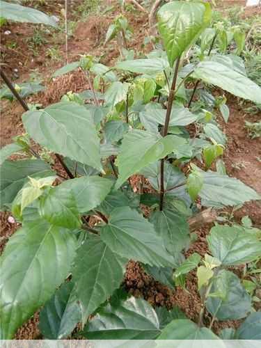 臭黄荆种植技术与经济价值它真的比种粮更赚钱吗第2张-蔬菜基地绿色种植产业带 臭黄荆种植技术与经济价值它真的比种粮更赚钱吗
