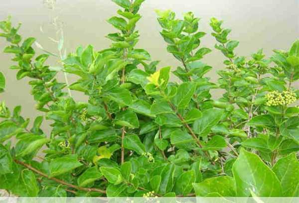 臭黄荆种植技术与经济价值它真的比种粮更赚钱吗第1张-蔬菜基地绿色种植产业带 臭黄荆种植技术与经济价值它真的比种粮更赚钱吗