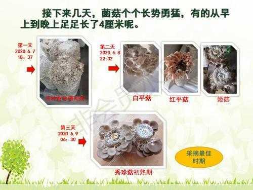 花菇的种植与栽培技术 花菇的栽培技术有哪些关键点第1张-蔬菜基地绿色种植产业带 花菇的种植与栽培技术 花菇的栽培技术有哪些关键点
