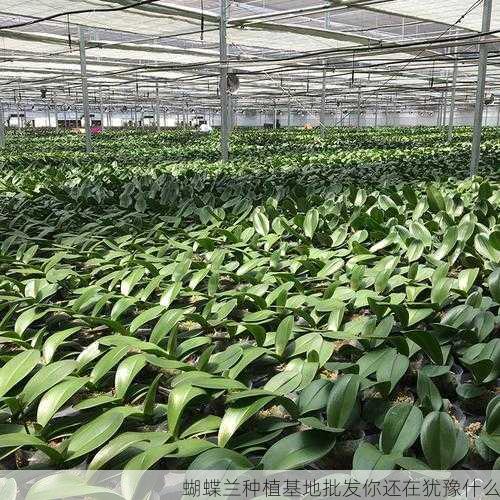 蝴蝶兰种植基地批发你还在犹豫什么第1张-蔬菜基地绿色种植产业带 蝴蝶兰种植基地批发你还在犹豫什么