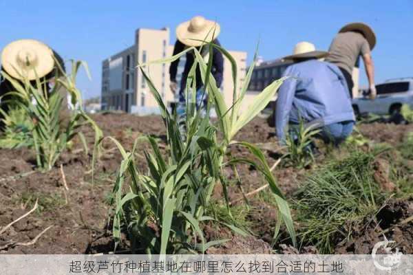 超级芦竹种植基地在哪里怎么找到合适的土地第1张-蔬菜基地绿色种植产业带 超级芦竹种植基地在哪里怎么找到合适的土地