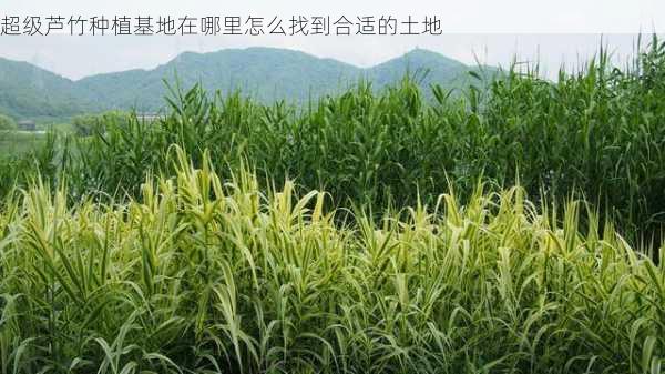 超级芦竹种植基地在哪里怎么找到合适的土地第2张-蔬菜基地绿色种植产业带 超级芦竹种植基地在哪里怎么找到合适的土地