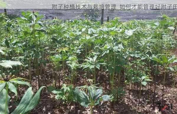 附子种植技术与栽培管理 如何才能管理好附子田第1张-蔬菜基地绿色种植产业带 附子种植技术与栽培管理 如何才能管理好附子田
