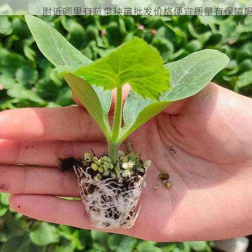 附近哪里有蔬菜秧苗批发价格便宜质量有保障吗第2张-蔬菜基地绿色种植产业带 附近哪里有蔬菜秧苗批发价格便宜质量有保障吗