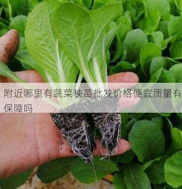 附近哪里有蔬菜秧苗批发价格便宜质量有保障吗第1张-蔬菜基地绿色种植产业带 附近哪里有蔬菜秧苗批发价格便宜质量有保障吗