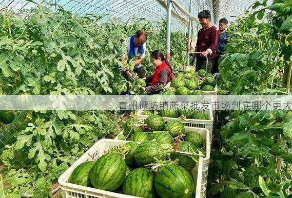 青州谭坊镇蔬菜批发市场到底哪个更大第2张-蔬菜基地绿色种植产业带 青州谭坊镇蔬菜批发市场到底哪个更大