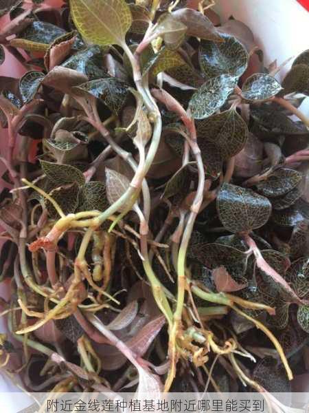 附近金线莲种植基地附近哪里能买到第2张-蔬菜基地绿色种植产业带 附近金线莲种植基地附近哪里能买到