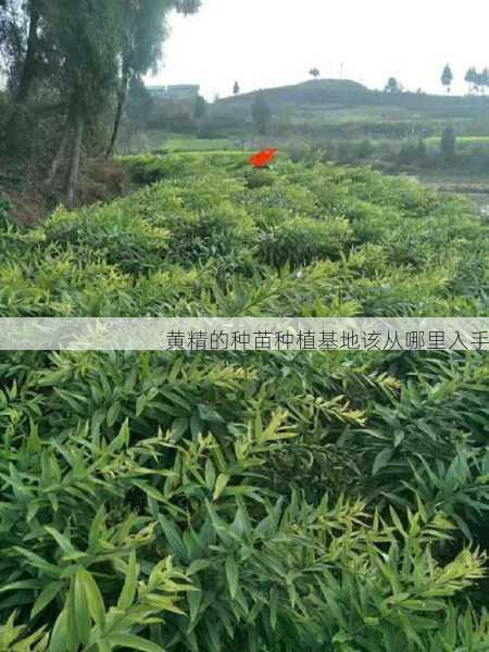 黄精的种苗种植基地该从哪里入手第1张-蔬菜基地绿色种植产业带