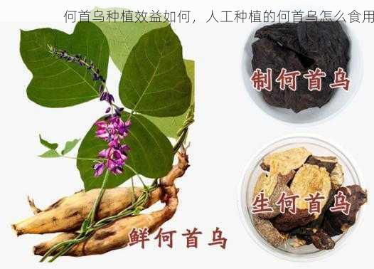 何首乌种植效益如何,人工种植的何首乌怎么食用第1张-蔬菜基地绿色种植产业带 何首乌种植效益如何,人工种植的何首乌怎么食用