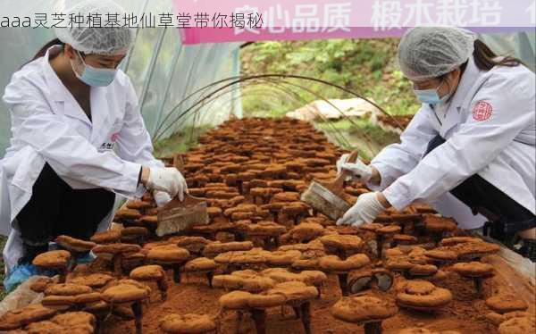 aaa灵芝种植基地仙草堂带你揭秘第1张-蔬菜基地绿色种植产业带 aaa灵芝种植基地仙草堂带你揭秘