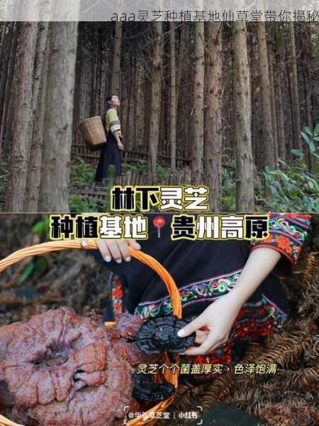 aaa灵芝种植基地仙草堂带你揭秘第2张-蔬菜基地绿色种植产业带 aaa灵芝种植基地仙草堂带你揭秘